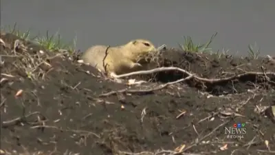 Strychnine Training Underway as Producers Battle Gophers in Saskatchewan