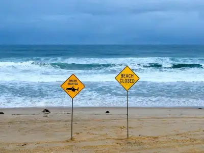 Sydney Beaches Closed After Shark Attack Leaves Woman Critically Injured