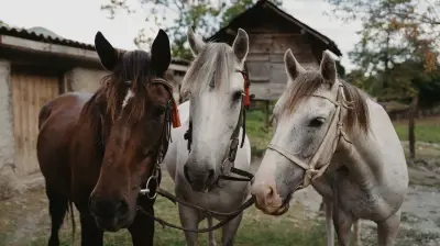 Teen Arrested for Injuring 3 Competition Horses in Las Vegas