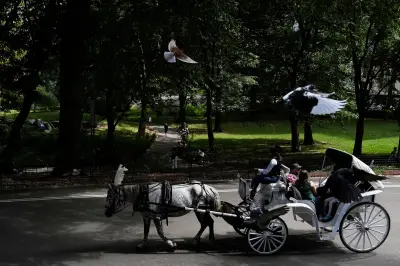 Teenager Dies After Fall from Horse-Drawn Carriage in Central Park