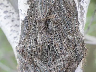 Tent Caterpillars Swarm Edmonton Before Transforming into Moths