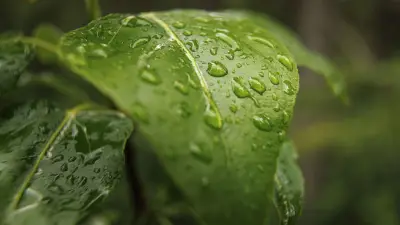 The Soothing Sound of Rain on Leaves and Truck Roofs