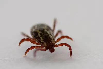 Ticks Found in Record Numbers as Canada Faces Early Lyme Disease Season