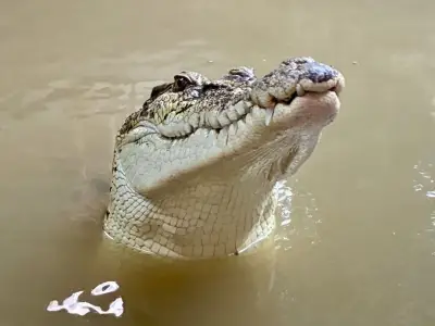 Toddler stable after being thrown into crocodile enclosure at U.K. zoo