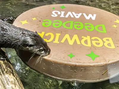 Toronto Zoo Names Three River Otter Pups Berwick, DeeDee and Mavis