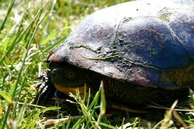 Trail Closure at Collavino Conservation Area Protects Turtles