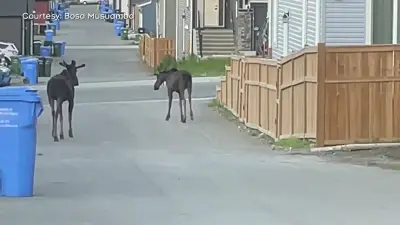 Two Moose Cause Spectacle in NW Calgary Neighbourhood