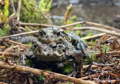 UBC Study Urges More Attention to Frog Relocation Success Rates