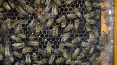 University of Guelph Opens New Honey Bee Research Centre to Expand Pollinator Research