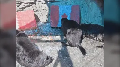 Vancouver Aquarium Otters Predict Canada vs Qatar World Cup Winner