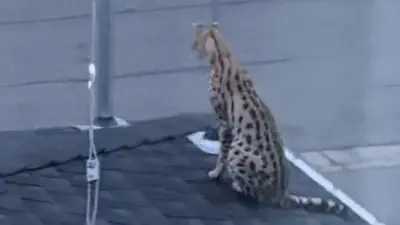 Vancouver Police Called After Escaped Serval Found Under Porch