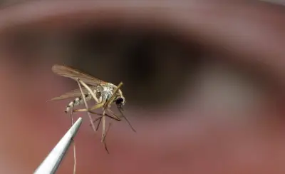 West Nile Virus Found in Mosquitoes in B.C.'s Sea to Sky Region