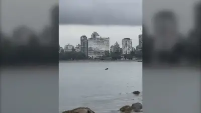Whale Spotted Enjoying Waters Near Vancouver's Kitsilano Beach