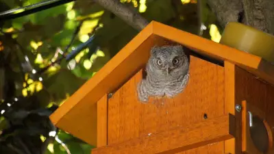 Windsor Man's Owl Cameras Capture Another Generation Taking Flight