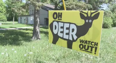 Winnipeg Students' Deer Warning Sign Project Becomes Official City Signage