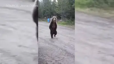 Woman Describes Harrowing Kananaskis Bear Encounter with Dog
