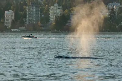 Year-Round Buffet Brings More Whales Back to B.C. Waters