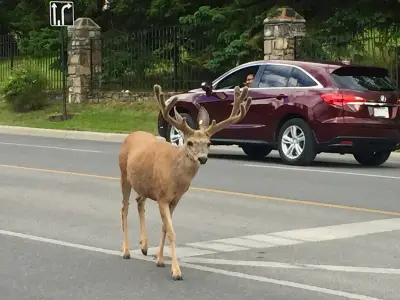 Young deer stuck in Banff fence rescued by Parks Canada and emergency crews