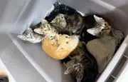 21 Cats Abandoned in Totes at Saskatchewan Animal Shelter