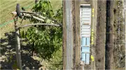 32 Trees Vandalized in Niagara Falls Cost Over $20,000 to Replace