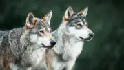 Aggressive Coyotes Force Closures in Banff Townsite