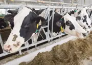 Agriculture Minister Reappoints Canadian Dairy Commission CEO Benoit Basillais