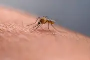 Alberta Mosquito Season Brings Renewed West Nile Virus Warning