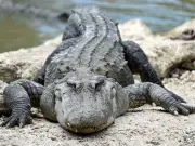 Alligator Bites Off Woman's Arms in Florida River; Victim Dies
