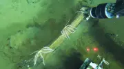 Ancient Whale Graveyard Discovered Deep in Indian Ocean