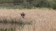 Baby Moose Rescued from Pond Near Calgary in Heartwarming Operation