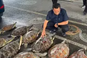 Bali Police Foil Green Sea Turtle Trafficking, Arrest Suspect
