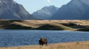 Banff Bison Herd Grows as Alberta Refuses to Classify Them as Wildlife