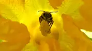 Barrie Launches Pollinator Week Photo Contest with Cash Prizes