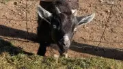 B.C. Family Pleads for Return of Beloved Baby Goat After 'Drive-By Kidnapping'