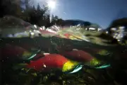 B.C. Salmon Face Higher Heat Risk Than Previously Thought: UBC Study