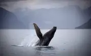 B.C. Waters Become Whale-Sighting Hot Spot Due to Food and Conservation