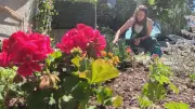B.C. Widow Pens Heartfelt Letter to Plant Thief: 'I Was in Tears'