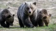 Bear family rips tent from ground in Kananaskis Country campground