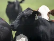 Beef Prices Hit Record in May as Screwworm Threat Looms Over Supply