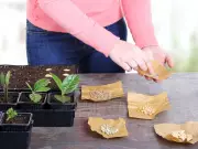 Best Way to Store Leftover Garden Seeds for Longevity