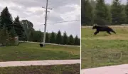 Black Bear Spotted in Collingwood: Safety Tips for Encounters
