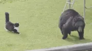 Brave cat chases black bear out of B.C. backyard