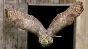 Caledon Seeks Official Bird After Receiving 'Bird Friendly' Certification