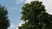 Calgary Park to Get 1,400 New Trees in Urban Canopy Push