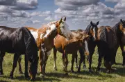 Calgary Stampede Ranch Breeds Generations of Bucking Horses