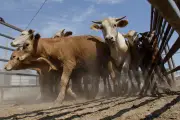 Canada Restricts U.S. Livestock Imports Over Screwworm Concerns