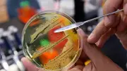 Canadian-Led Team Discovers Antibiotic Targeting Drug-Resistant Bacteria