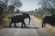 Canadian Tourist Fatally Shot at South Africa Wildlife Park in Apparent Accident