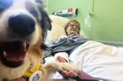 Cancer patient's cats inspire push for pets in hospice wards