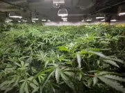Cannabis Council suspends advocacy as producers lose faith in Ottawa